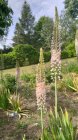 Eremurus robustus Эремурус мощный